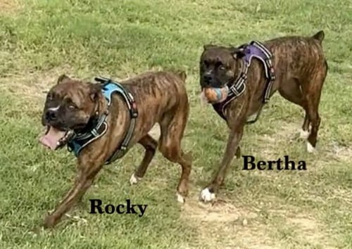 BERTHA II - Boxer available for adoption