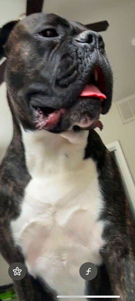 ELIAS II - Boxer available for adoption