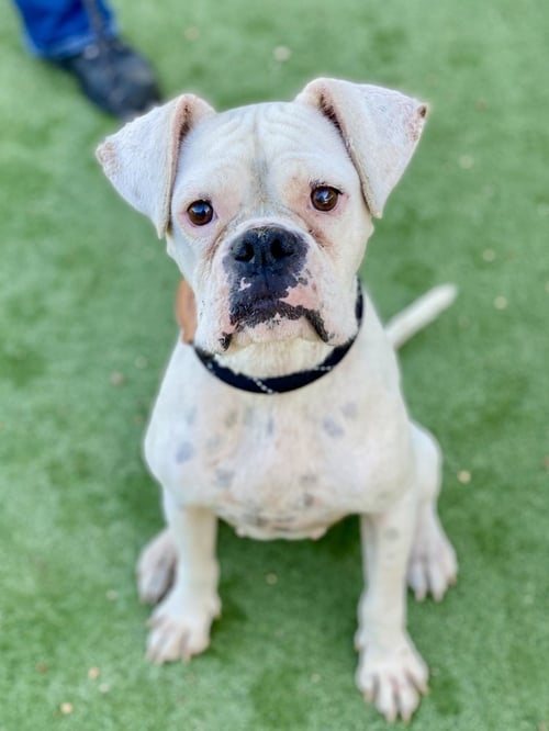 HAWAIIAN PUNCH - Boxer available for adoption