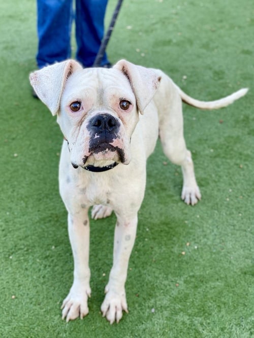 HAWAIIAN PUNCH - Boxer available for adoption