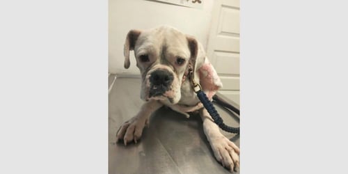 HAWAIIAN PUNCH - Boxer available for adoption