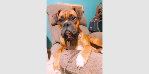 CHANCE III - Boxer available for adoption