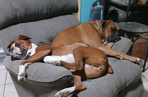 CHANCE III - Boxer available for adoption