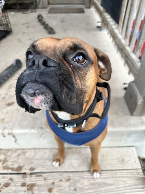 DUKE X - Boxer available for adoption