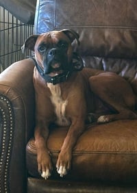 Duke X - Photo 3