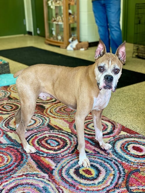 WESCOTT - Boxer available for adoption
