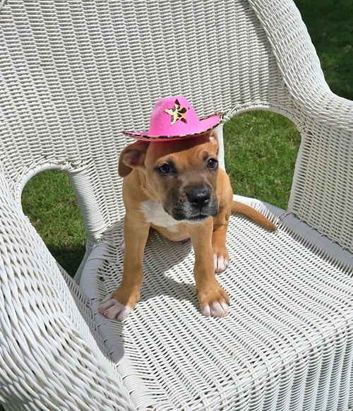 DAHLIA - Boxer available for adoption
