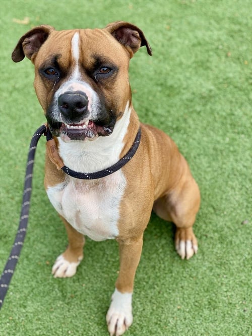 SANDERSON - Boxer available for adoption