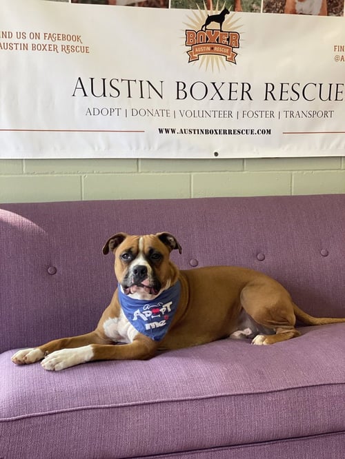SANDERSON - PERMANENT FOSTER - Boxer available for adoption