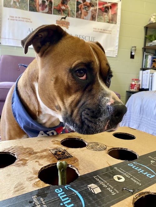 SANDERSON - PERMANENT FOSTER - Boxer available for adoption
