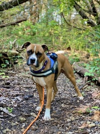 Sanderson - Permanent Foster - Photo 4
