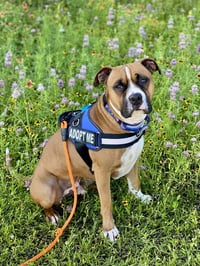 Sanderson - Permanent Foster - Photo 3