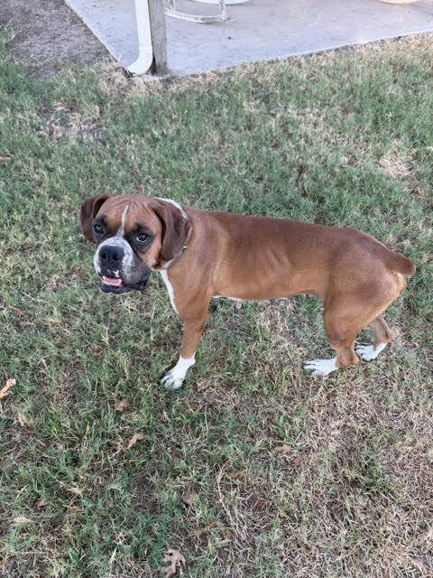 ADELIE - Boxer available for adoption