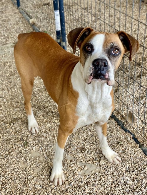 ALLISTER - SILVER HEART - Boxer available for adoption
