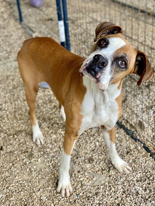 ALLISTER - SILVER HEART - Boxer available for adoption