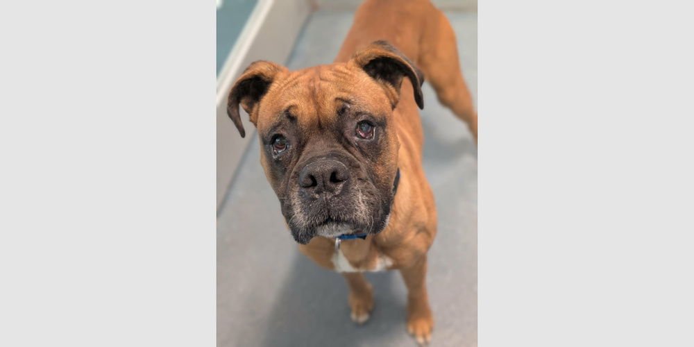DANBY - Boxer available for adoption