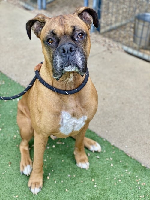 DANBY - Boxer available for adoption