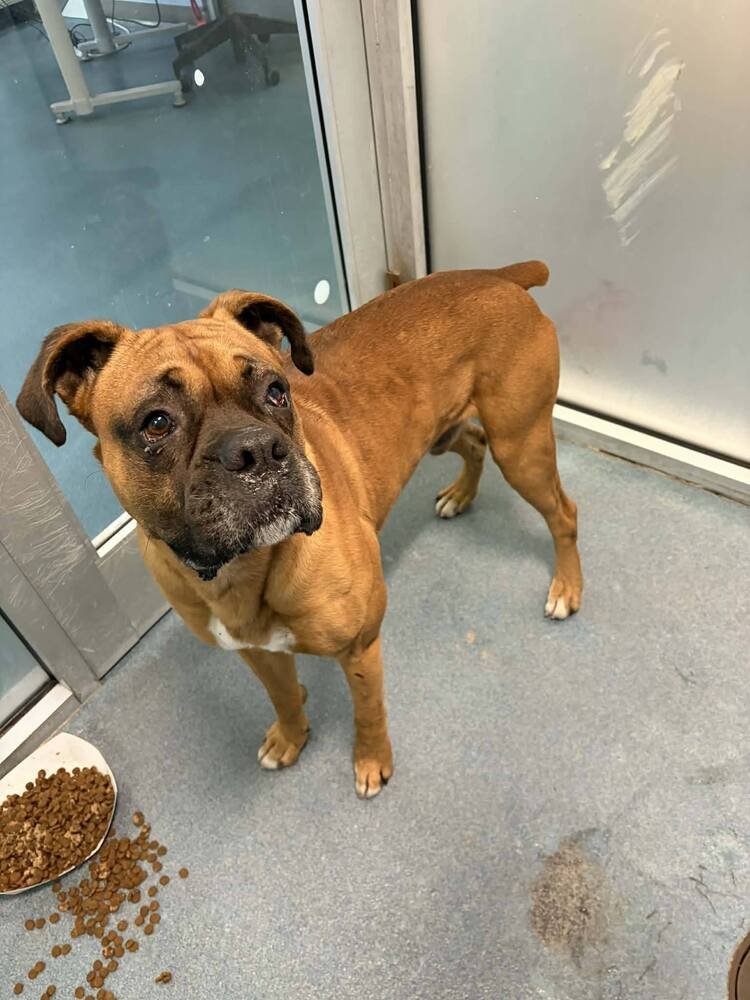 DANBY - Boxer available for adoption