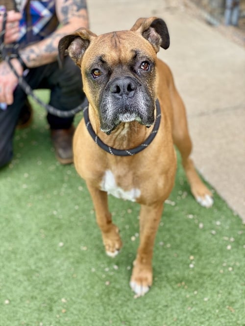 DANBY - Boxer available for adoption