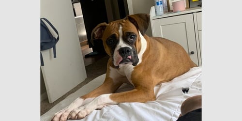 WINTER III - Boxer available for adoption