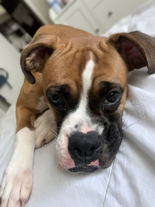 WINTER III - Boxer available for adoption