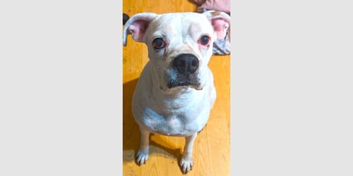 RYLEIGH II - Boxer available for adoption