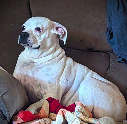 RYLEIGH II - Boxer available for adoption