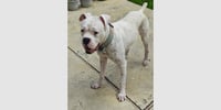 Rufus IV - Photo 1
