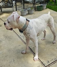 Rufus IV - Photo 2