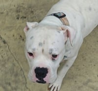 Rufus IV - Photo 3