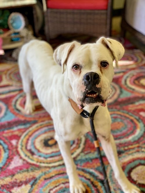RAMBO II - Boxer available for adoption
