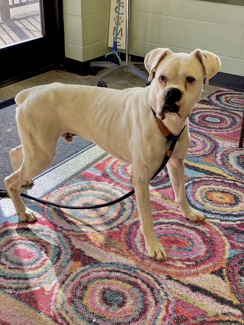 RAMBO II - Boxer available for adoption