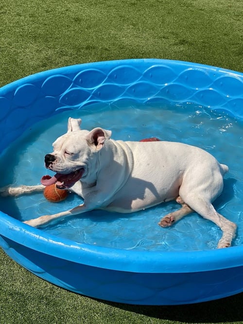 WOBBLES - Boxer available for adoption