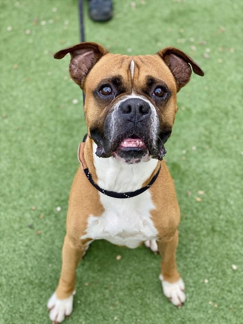 BOOGLE - Boxer available for adoption