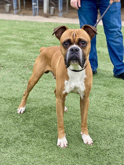 BOOGLE - Boxer available for adoption