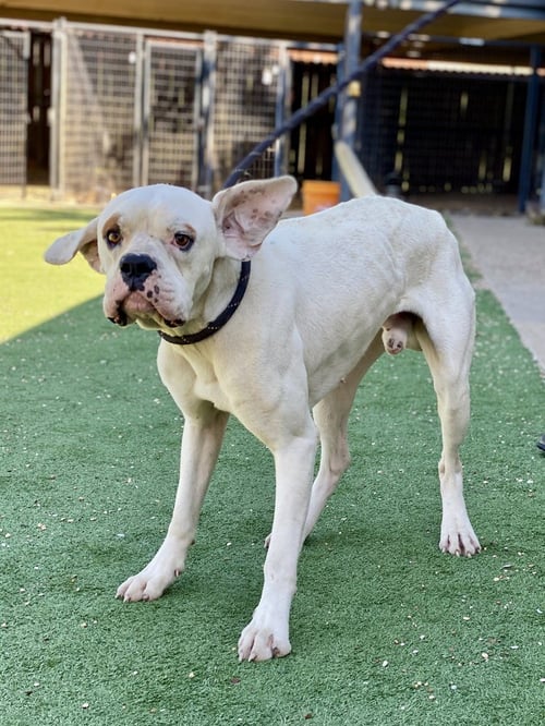STINKY PETE - Boxer available for adoption