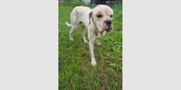 Stinky Pete - Photo 4