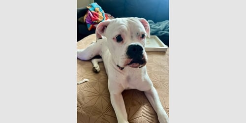 TUNA II - Boxer available for adoption