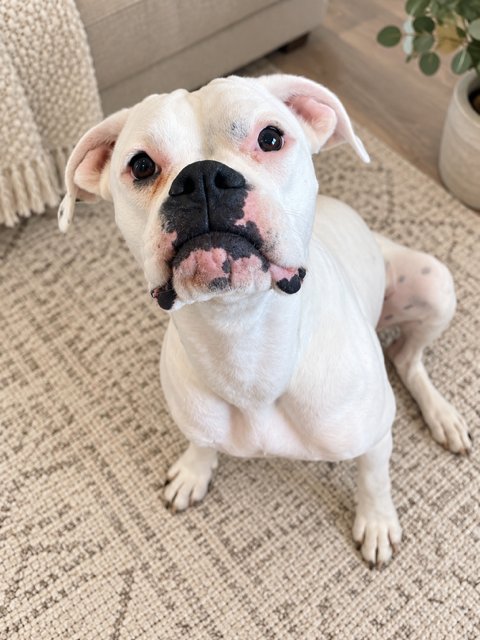 TUNA II - Boxer available for adoption