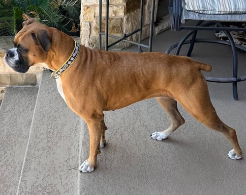 VIRTUE - ABR RETURN - Boxer available for adoption