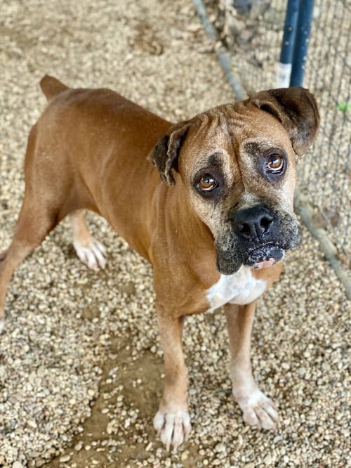 FANTA - Boxer available for adoption