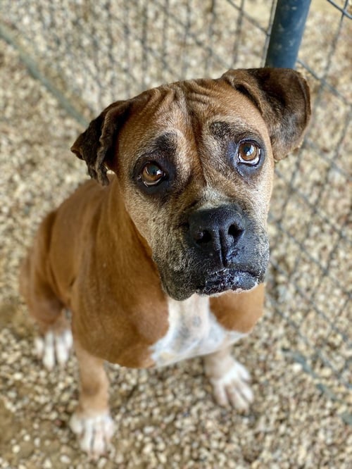 FANTA - Boxer available for adoption