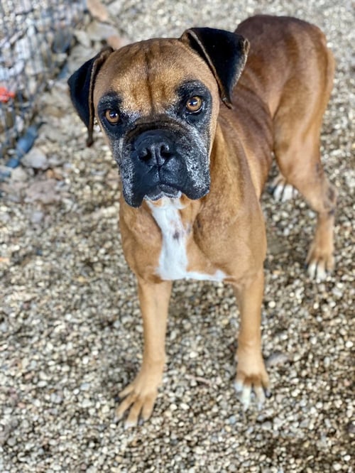 CELSIUS - Boxer available for adoption