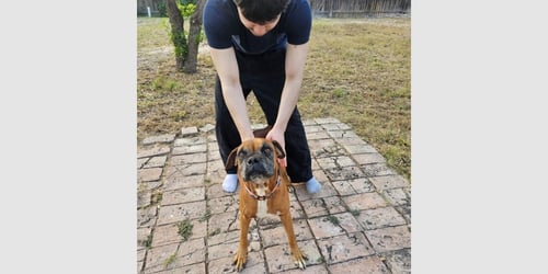 CELSIUS - Boxer available for adoption