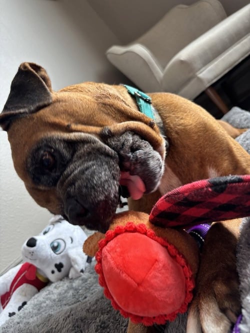 CELSIUS - Boxer available for adoption