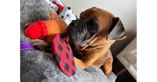 CELSIUS - Boxer available for adoption