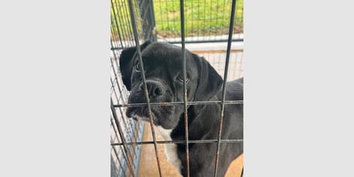 WINNIE II - Boxer available for adoption