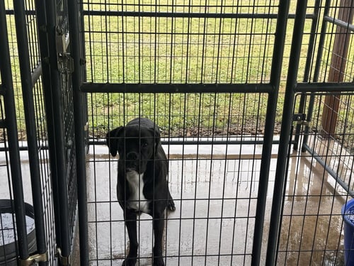 WINNIE II - Boxer available for adoption