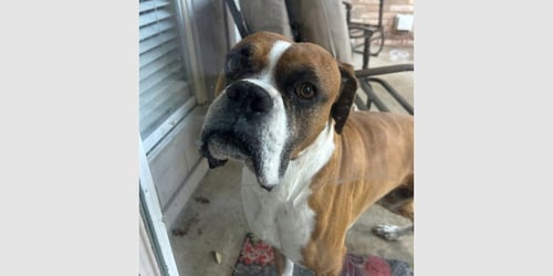MILO V - Boxer for adoption in Austin