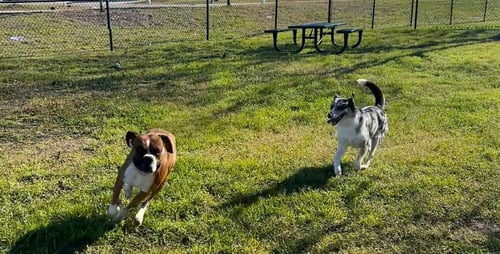 MILO V - Boxer available for adoption